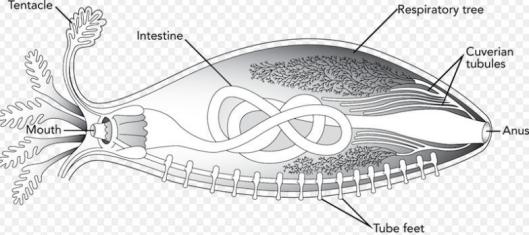 给大家科普一下海参,海参科普抖音