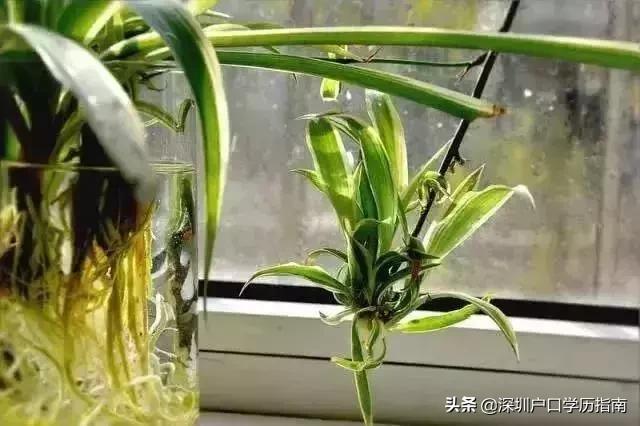 登革热夺走20多条生命,登革热是典型的儿童疾病吗