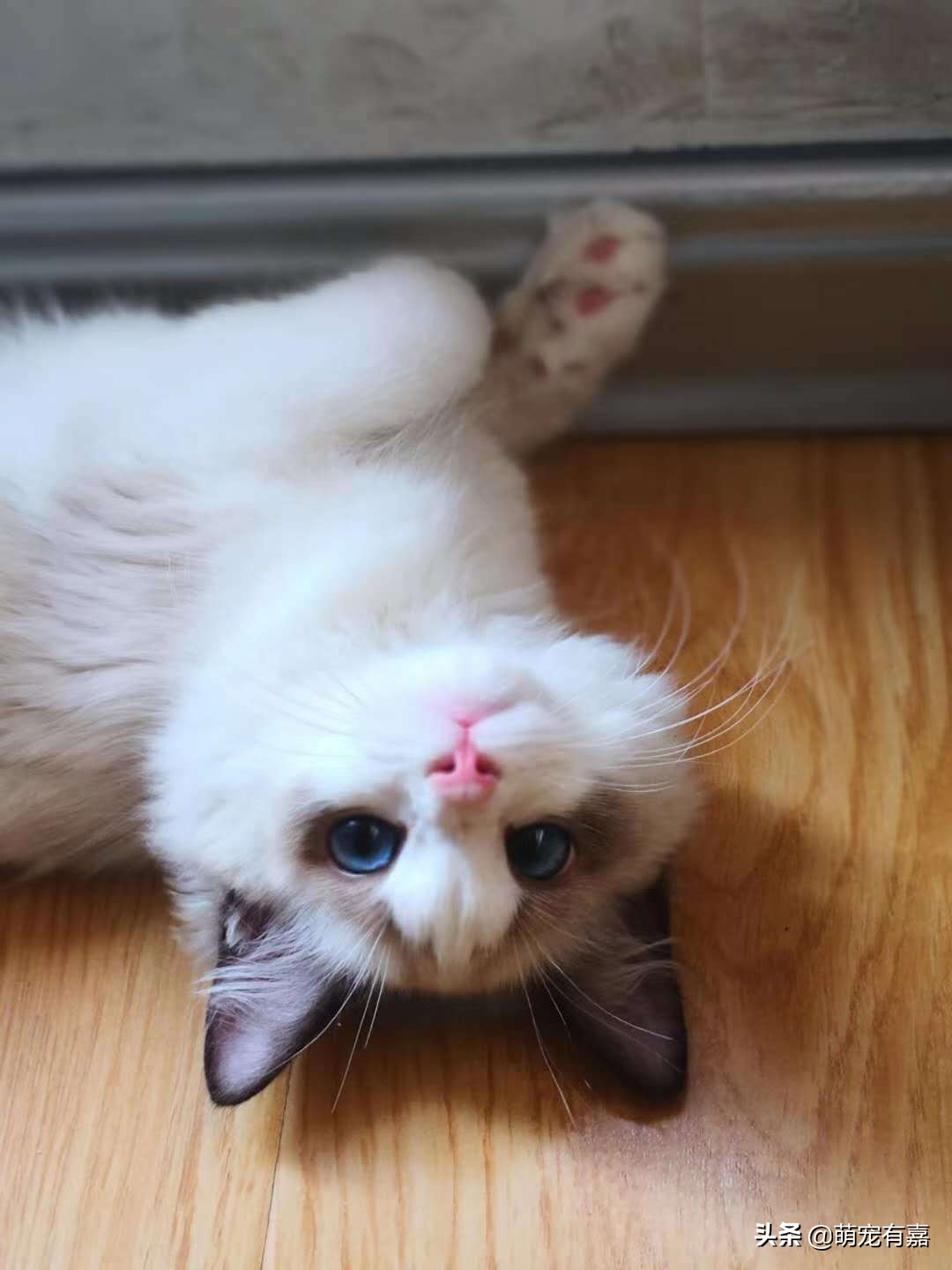 猫猫误食药怎么处理,猫猫异食癖的原因