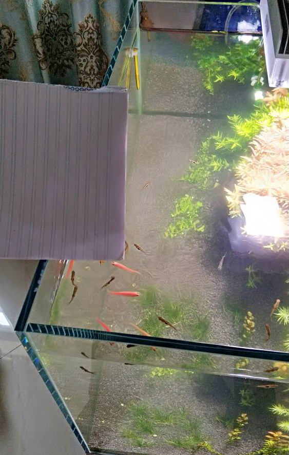 新开草缸水浑浊发白多久能清澈,刚开缸的鱼缸水浑浊怎么解决