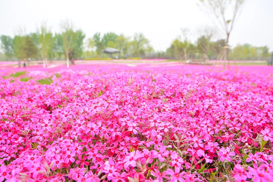 春意盎然北京五大公园,北京区级综合性公园