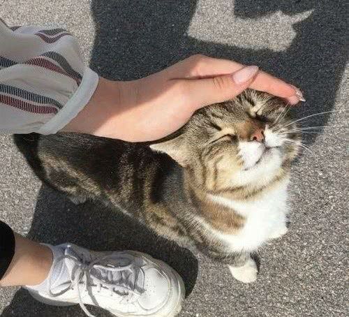 为什么猫咪对人的态度不同,猫咪对人和对猫的态度是一样的吗