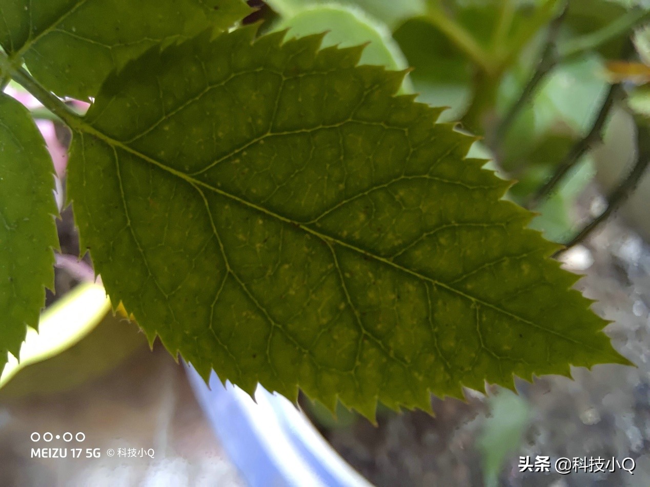 魅族17pro和魅族17,魅族17年出的哪几款手机