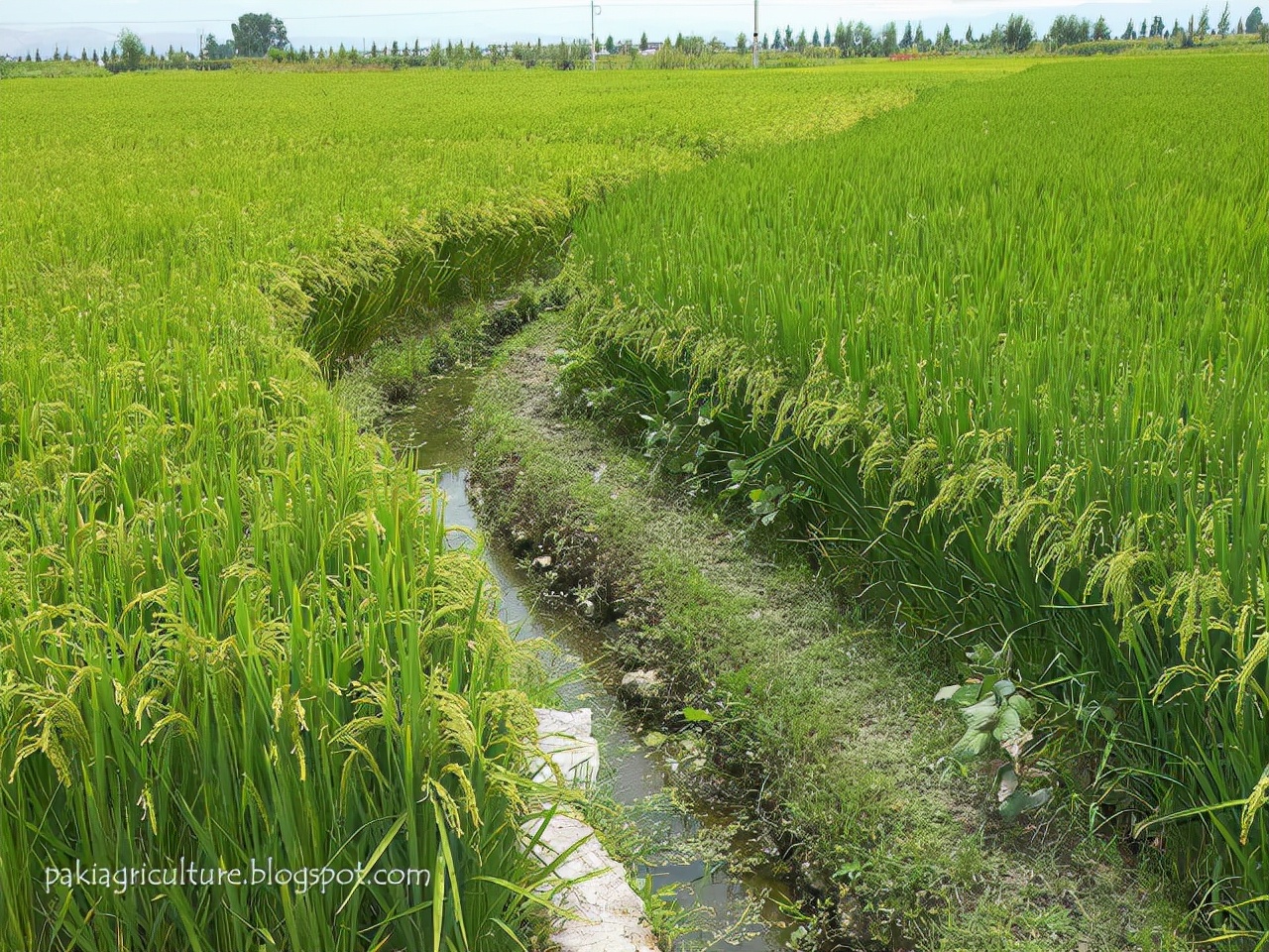 巴基斯坦顶尖技术,巴铁技术