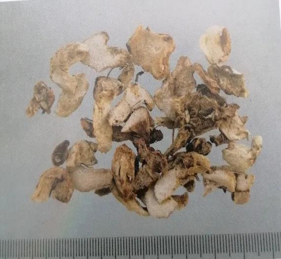 止血收敛的药有哪些,收敛止血中成药有哪些