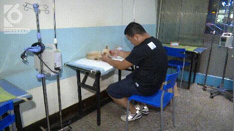 猫咪眼睛被刺了一下,小猫的眼睛被鱼叉刺穿