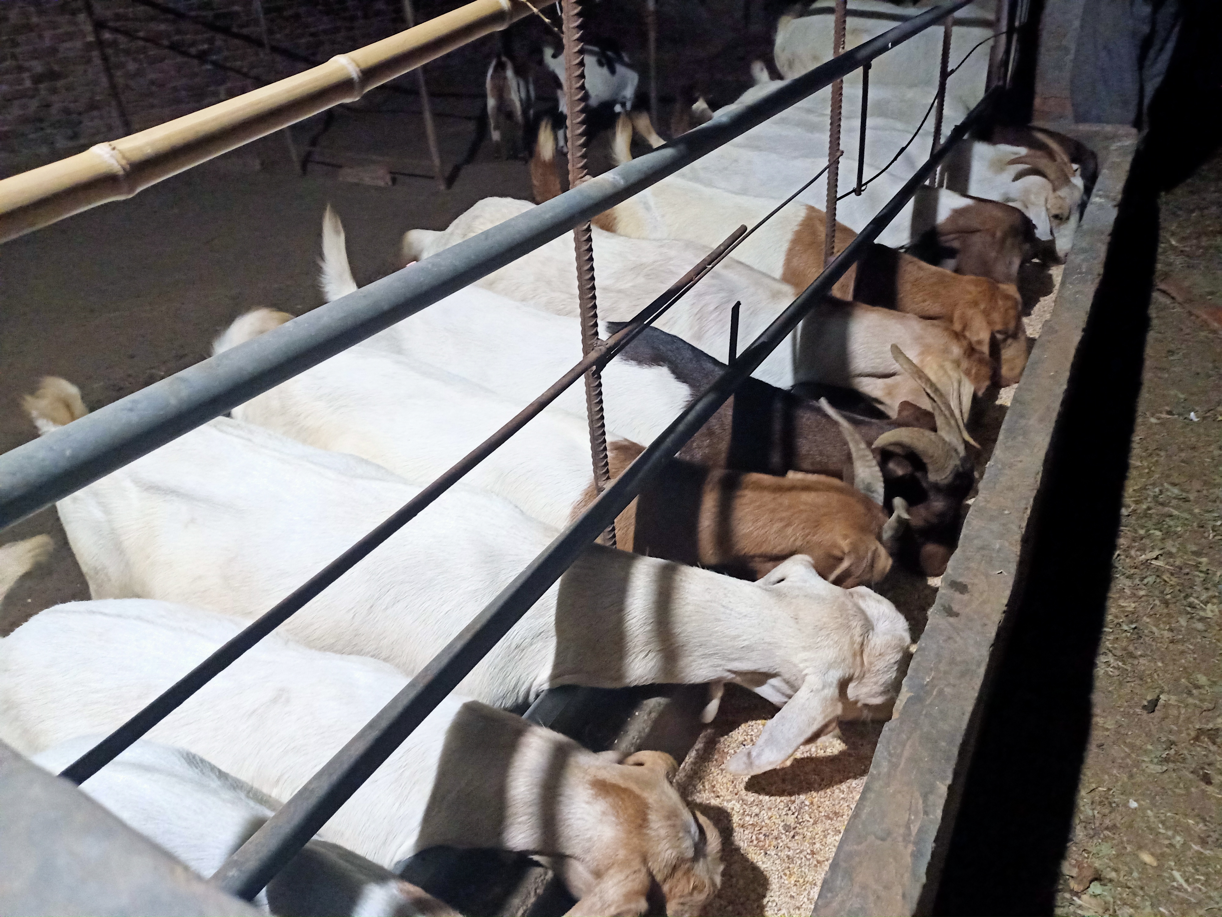 农民想搞小型养殖需什么手续,农村搞养殖场赚钱吗