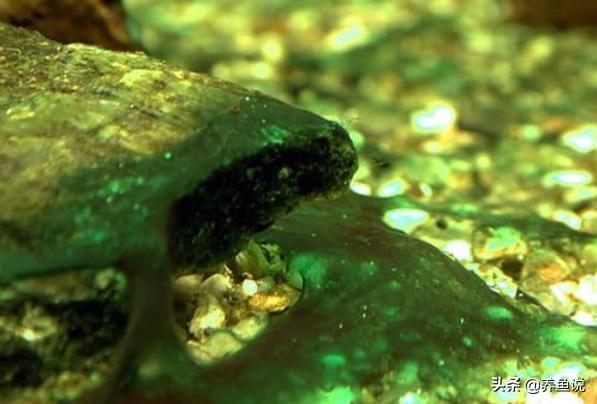 蓝绿藻怎么去除池塘,鱼缸除绿藻最好的鱼