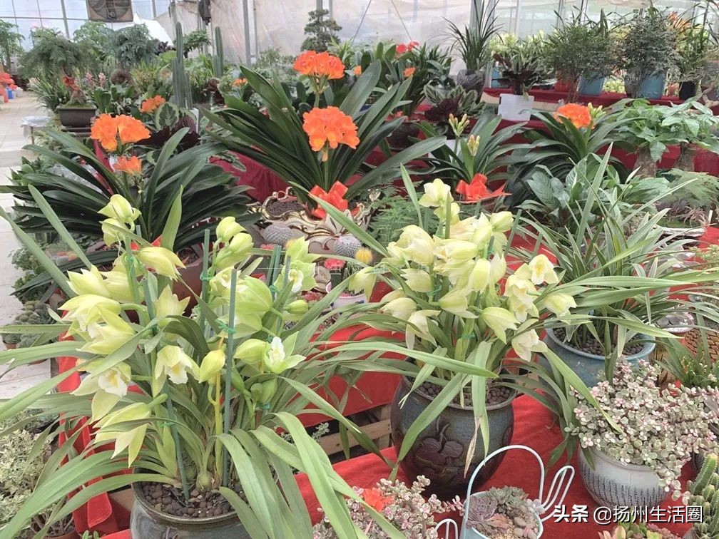 扬州花卉市场大全,扬州西区花卉市场