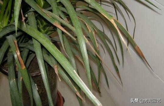 龙血树上方叶尖发黄干枯什么原因,宽叶龙血树叶尖干枯怎么救