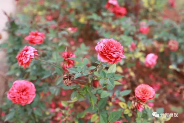 云雾山旅游区景点,美丽云雾山旅游攻略