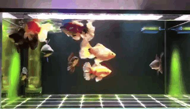 家里小金鱼怎么养才能活得长久,过年了养几条小金鱼