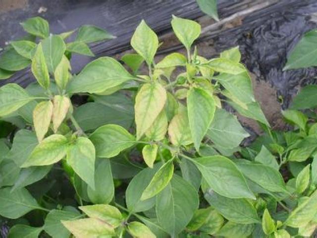 怎样防治蔬菜黄叶病,蔬菜幼苗叶片发黄的原因
