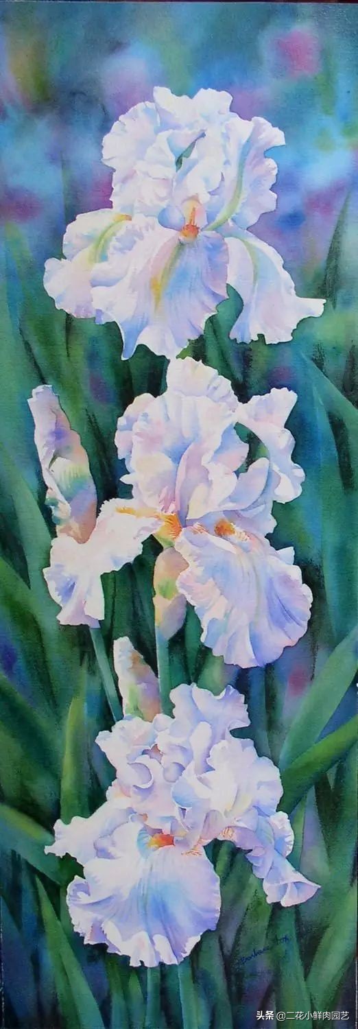 100种花卉绘画,100多张花卉线描手稿素材赶快收藏