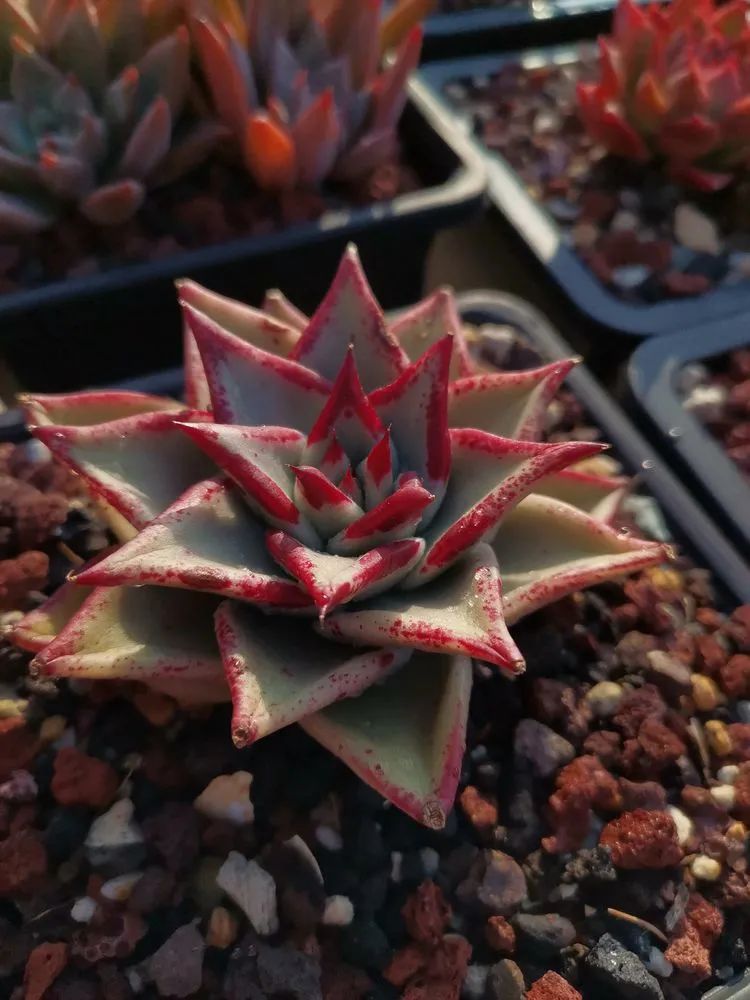 养多肉植物修身养性,多肉的习性和日常养护方法