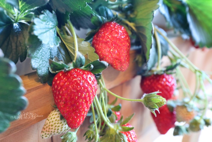 东京冬天附近游玩攻略,1月份的东京好去处