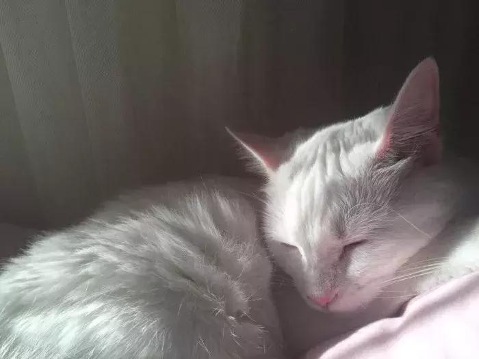 猫咪怀孕怎么去医院检查,猫咪怀孕怎么才知道