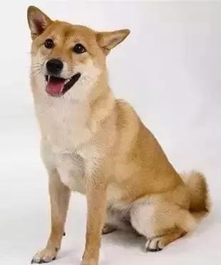 狗狗犯错误了打它它会害怕吗,狗狗犯错误了打它它咬我