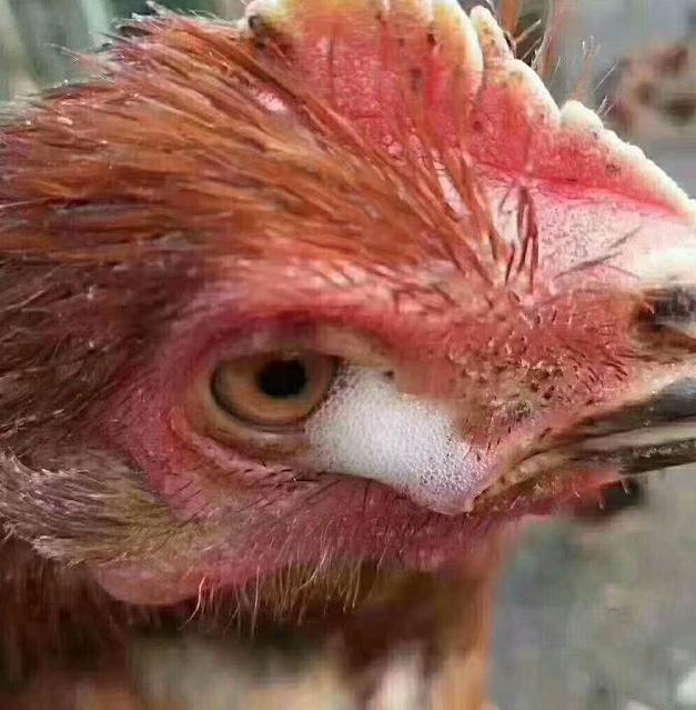 鸡肿头肿的快速消除方法,鸡肿头肿脸治疗方法