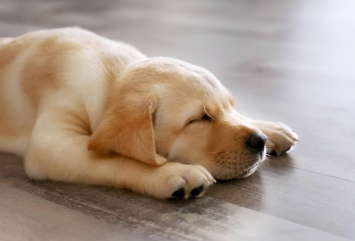 明明有猫窝就是不睡,冬天狗子睡地板不睡狗窝