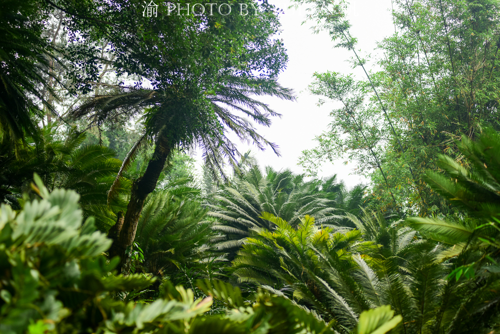 铁树开花一柱擎天的奇景图片,千年铁树开花真的这么罕见