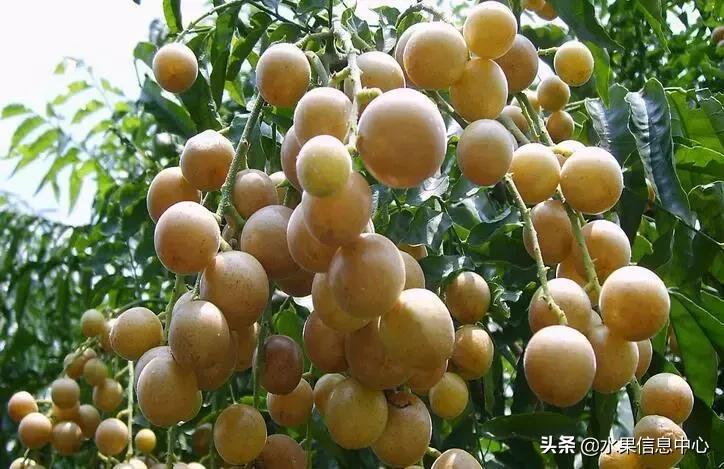 中国水果大全,中国水果大全图片和名字