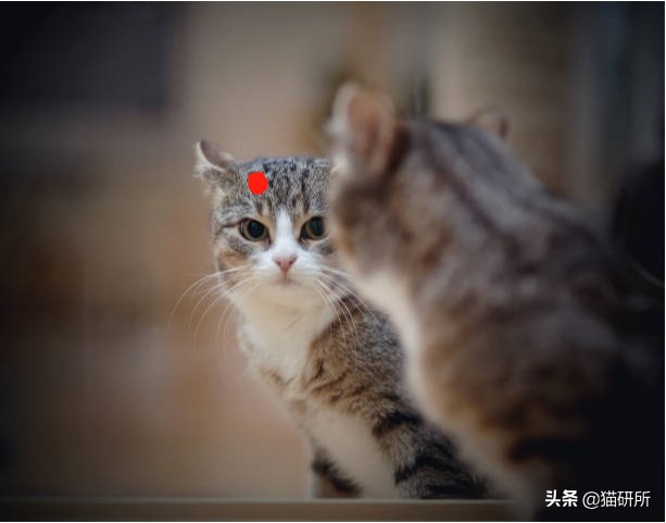 猫咪照镜子看自己,猫咪照镜子是什么样子图片