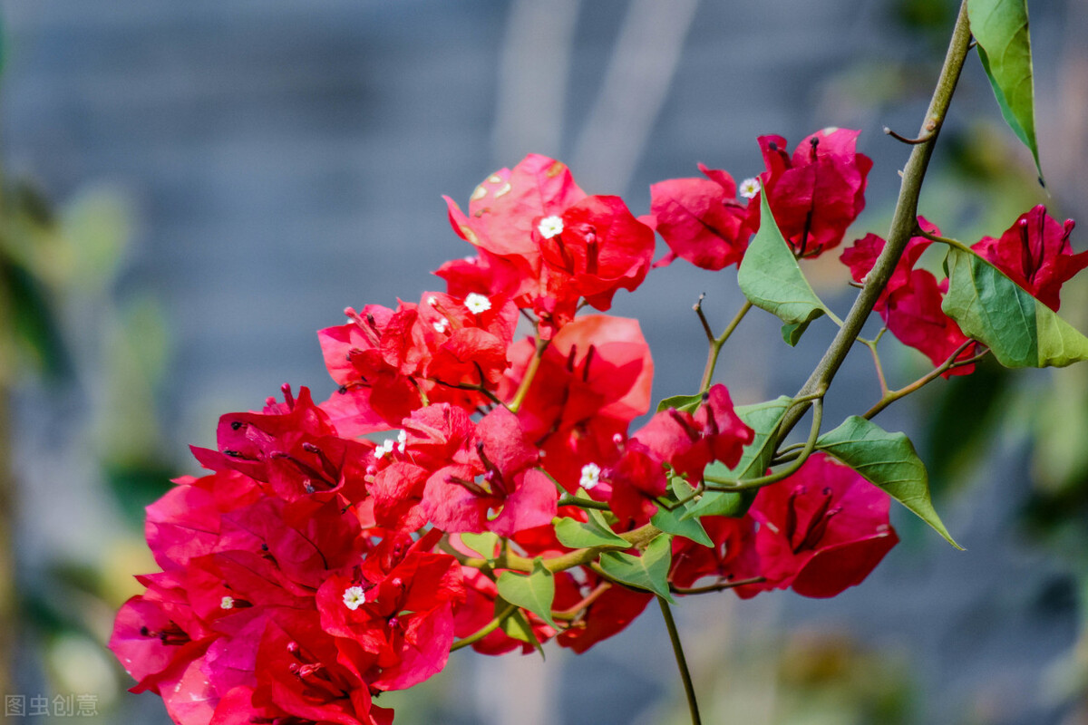 100种常见园林图鉴,列举20类不同的园林花卉
