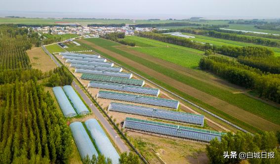 大安农业大棚,大安大棚蔬菜种植基地地址