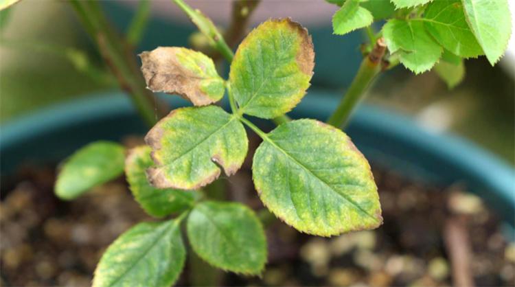 花叶发黄应该怎么办？从5个方面做出调整，十有八九能挽救回来