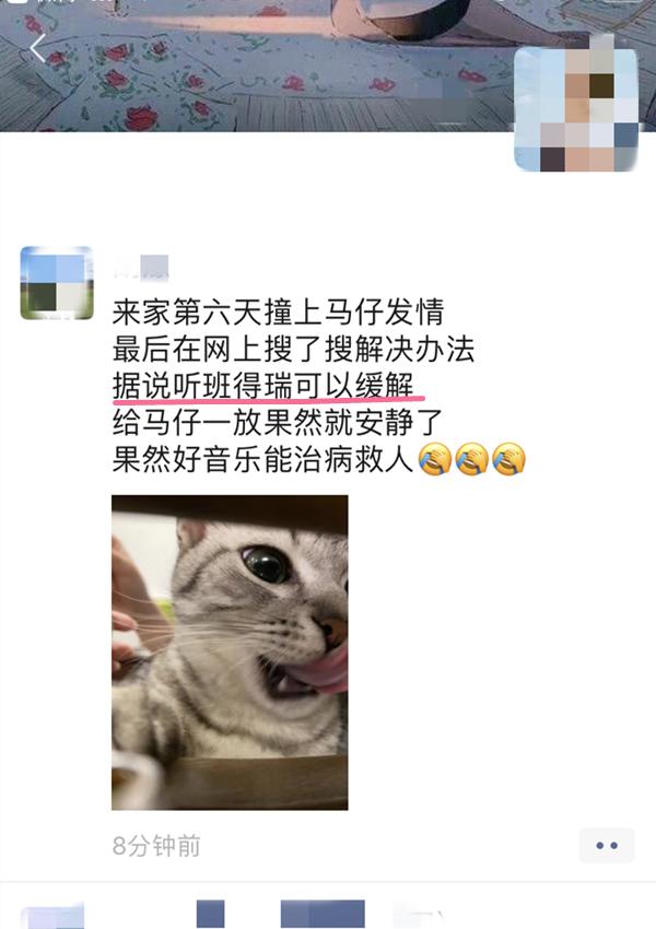 公猫咪剃毛后发情怎么缓解,猫咪剃毛可以抑制发情的药