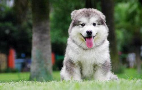 遛狗一定要把狗屎清理干净,遛狗狗屎一般怎么处理