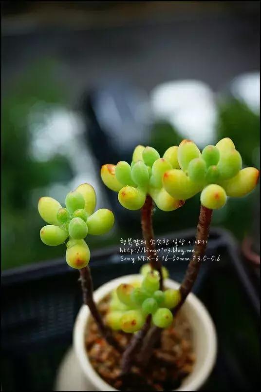 太阳把肉肉晒伤怎么办,夏天肉肉烂根和烂叶怎么办