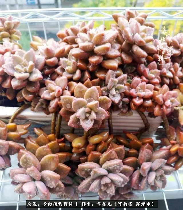 我的多肉乐园,多肉三寸阳台效果图