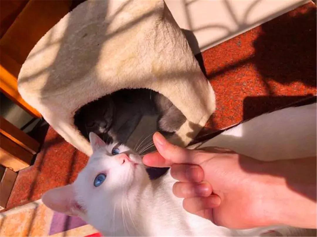 猫咪绝育后护理方法,猫猫绝育后如何护理