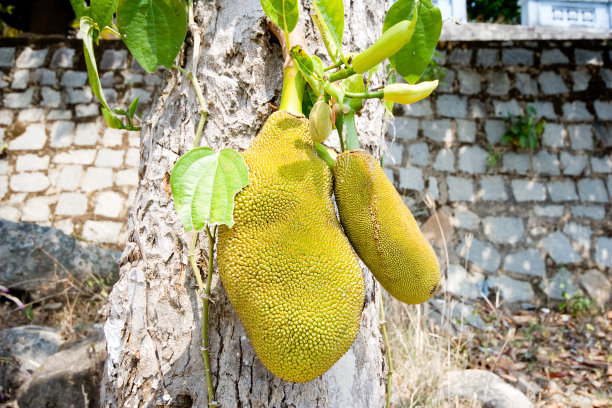 菠萝蜜知识科普 (好的菠萝蜜是什么样子的呢)