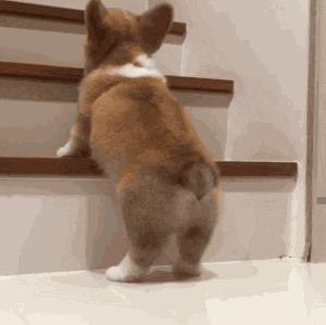 养纯种还是混血狗,养纯种狗