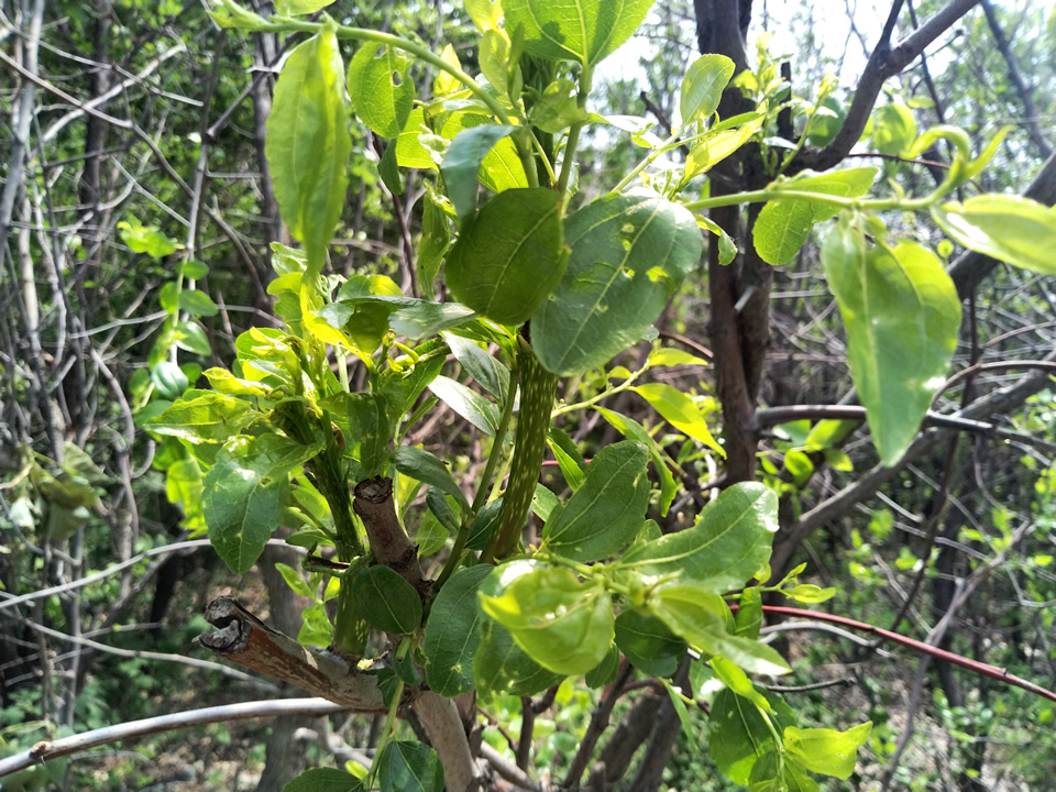 家枣树能和野枣树嫁接吗,大枣树怎样嫁接新品种枣树