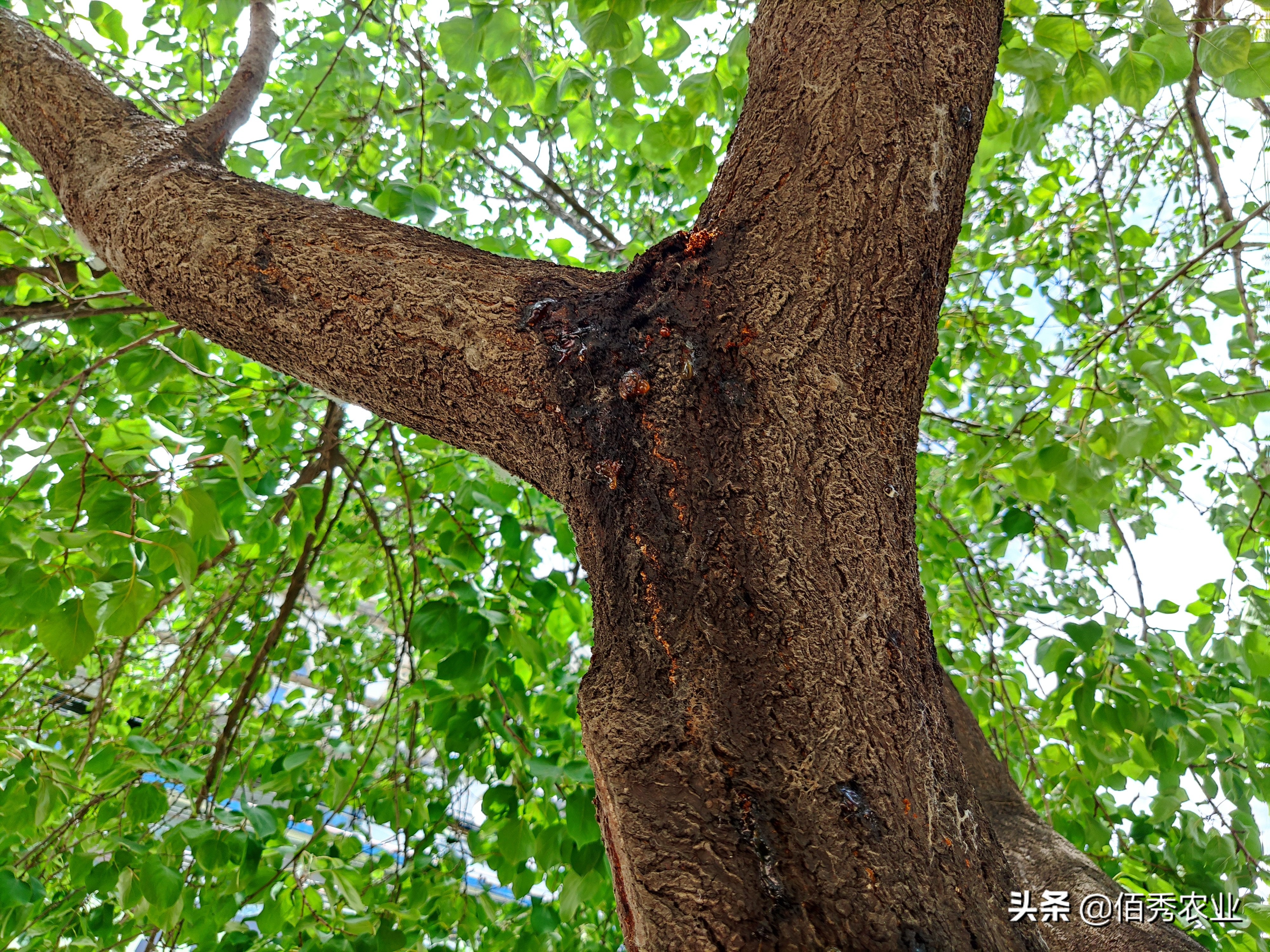 果树蛀虫打药水后怎么快速救助,防治果树蛀虫用什么农药