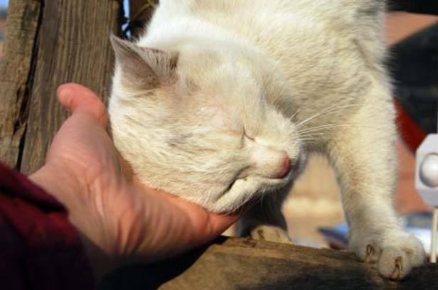 猫咪体内驱虫和体外驱虫能一起吗,猫咪体外驱虫为什么要禁食