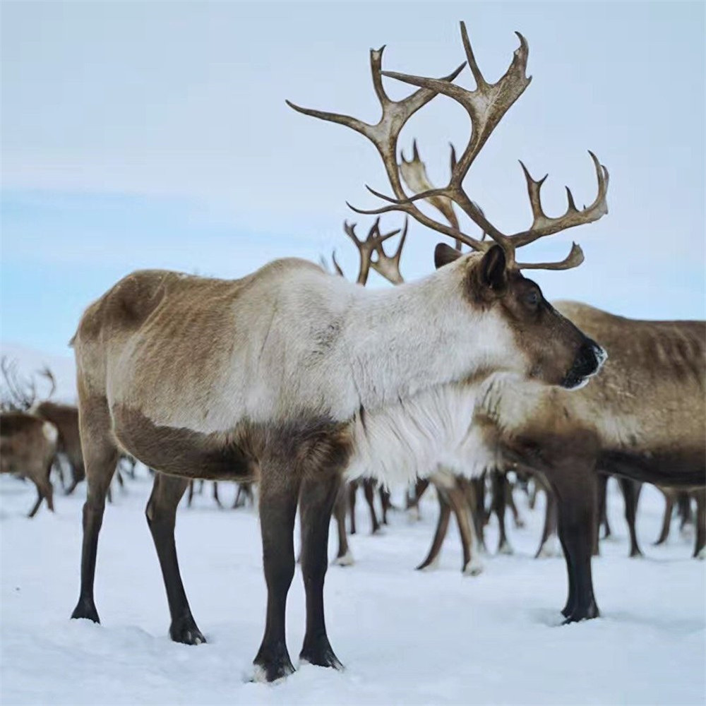 驯鹿的眼睛随季节变色，求偶叫声奇特，迁徙途中换下的毛发当路标