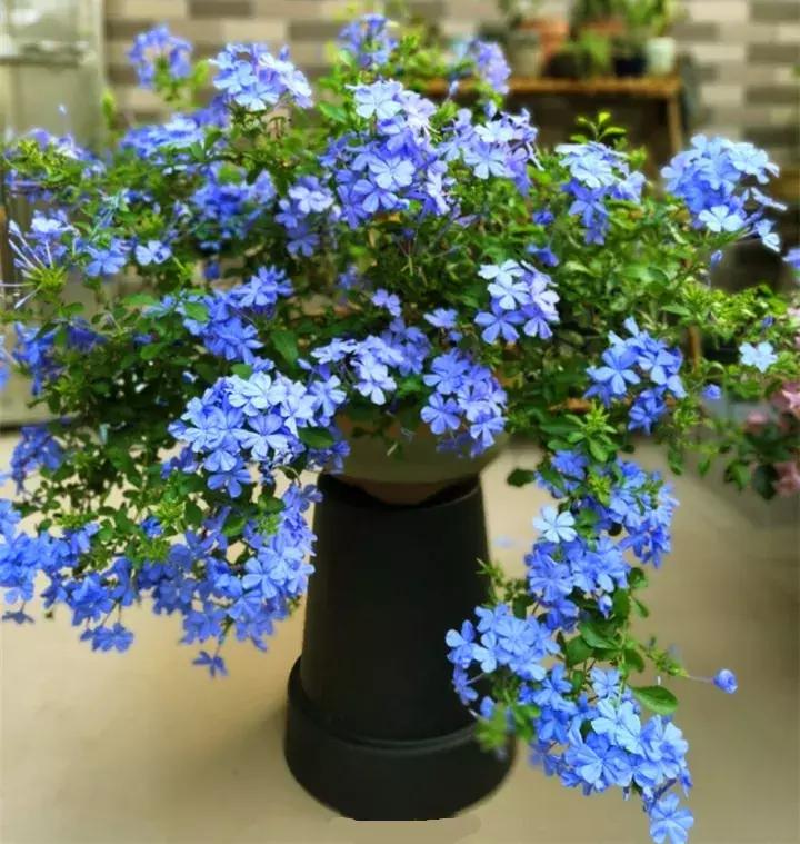 这10种花不怕晒,这3种花不能懒着养