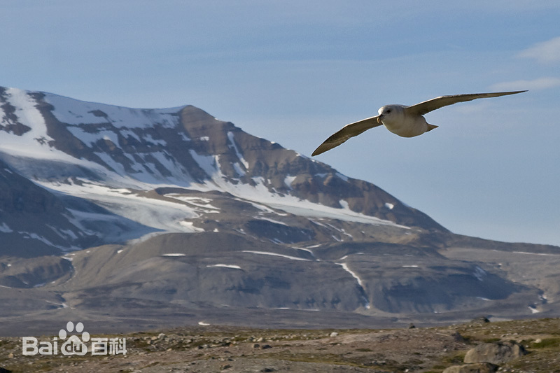 关于暴雪鹱,小朋友你是否有很多问号?