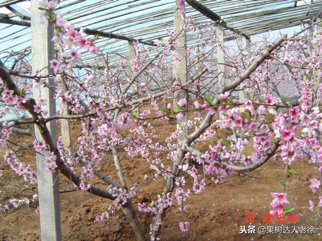 桃树开春管理视频,大棚桃花期用什么药