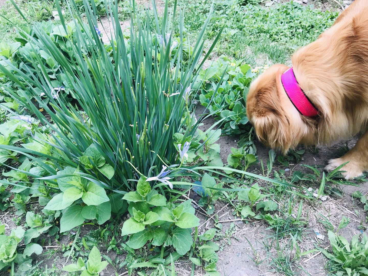 喜欢吃草莓的金毛,喜欢吃水果的金毛