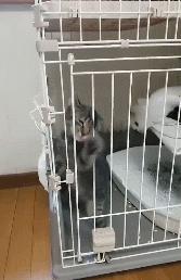 众所周知的猫咪,猫咪是液体也是固体