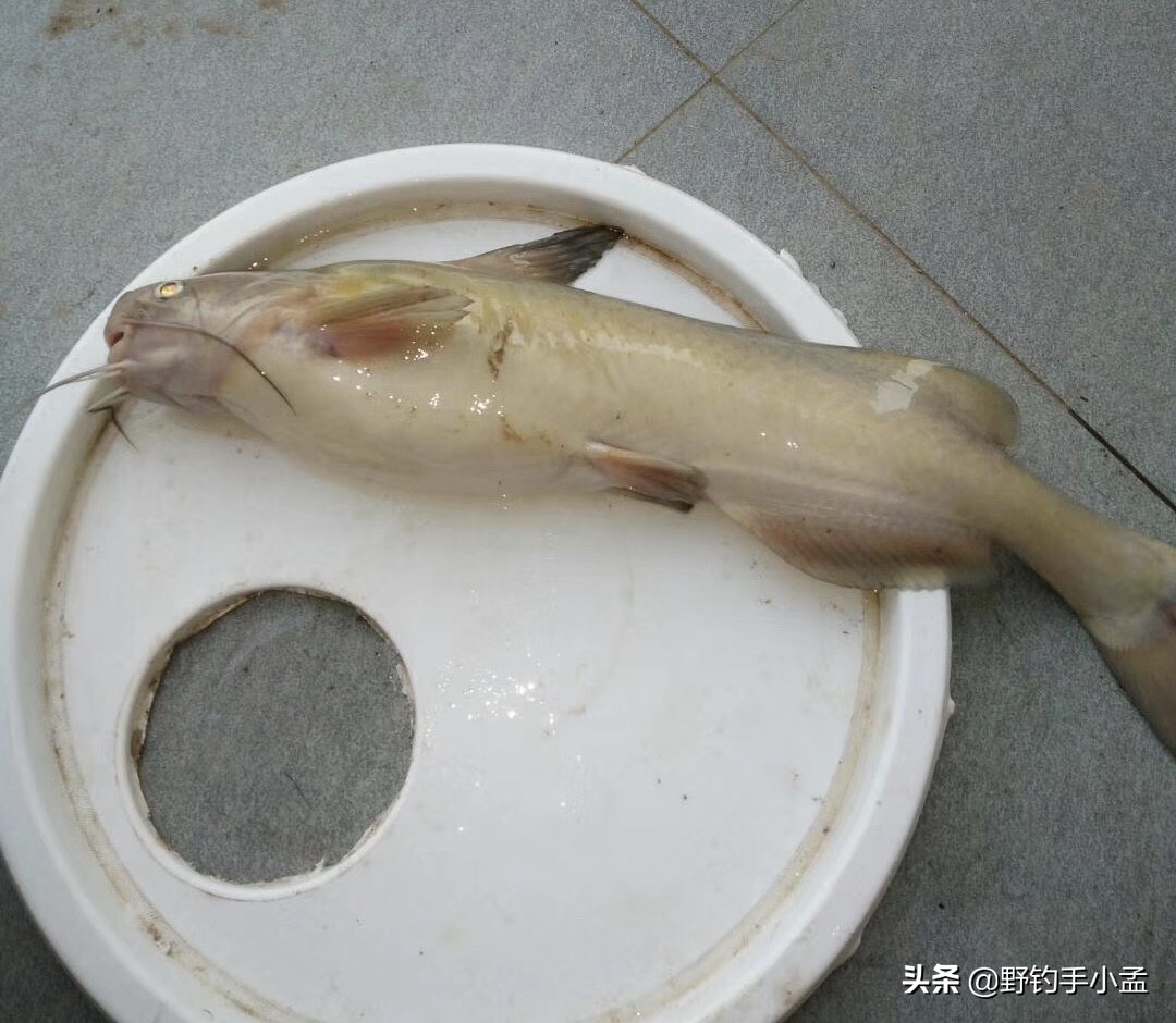 鮰鱼的钓法黑坑鮰鱼怎么钓最有效,怎么钓鮰鱼的正确方法和技巧