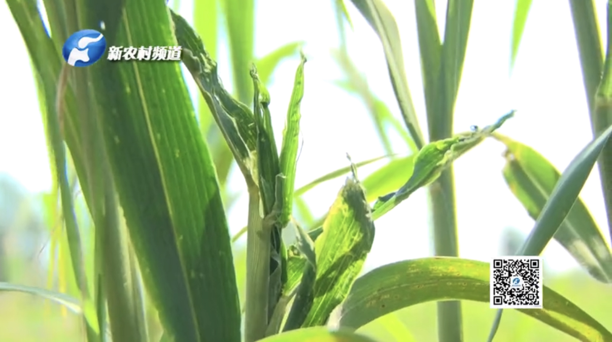 谷子病虫害防治技术宣传画册,谷子病虫害中午可打农药吗