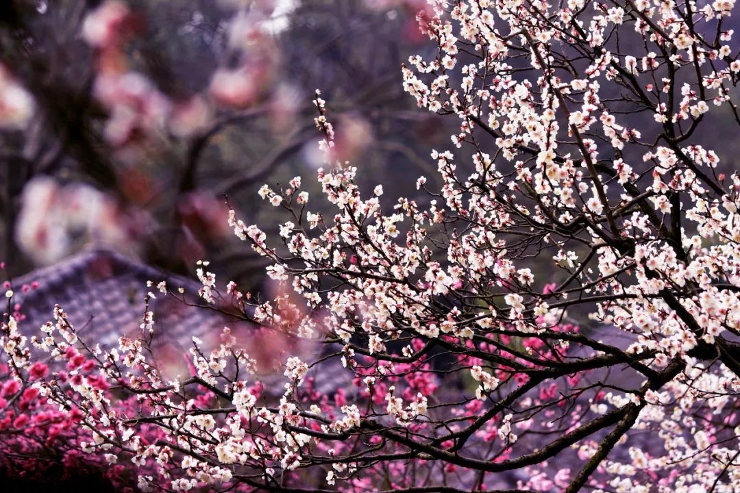 世界最美赏樱地,武汉是全球公认的三大赏樱胜地