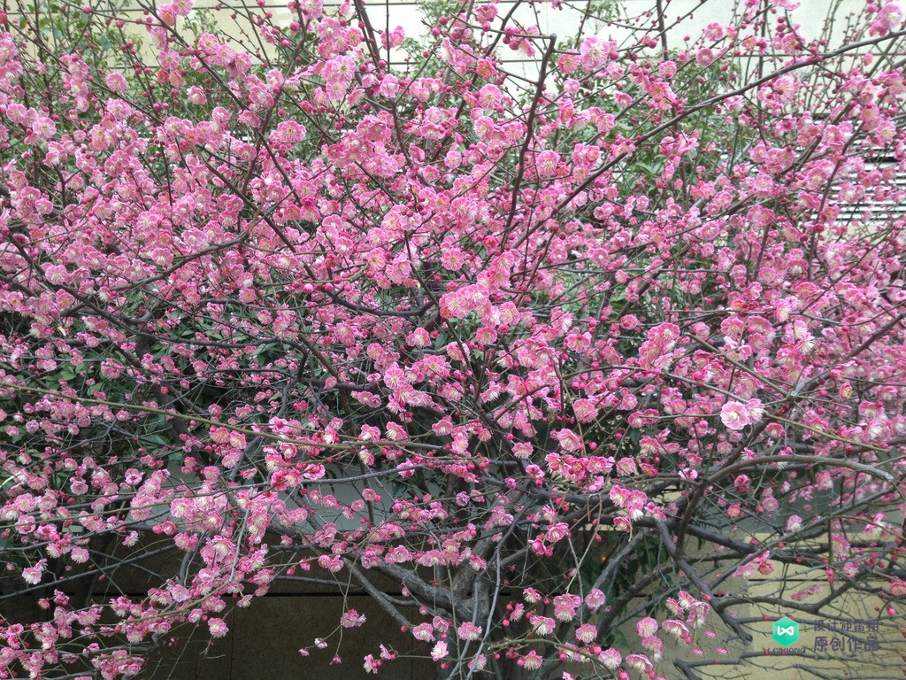 院子适合种的花和设计,庭院设计植物大全